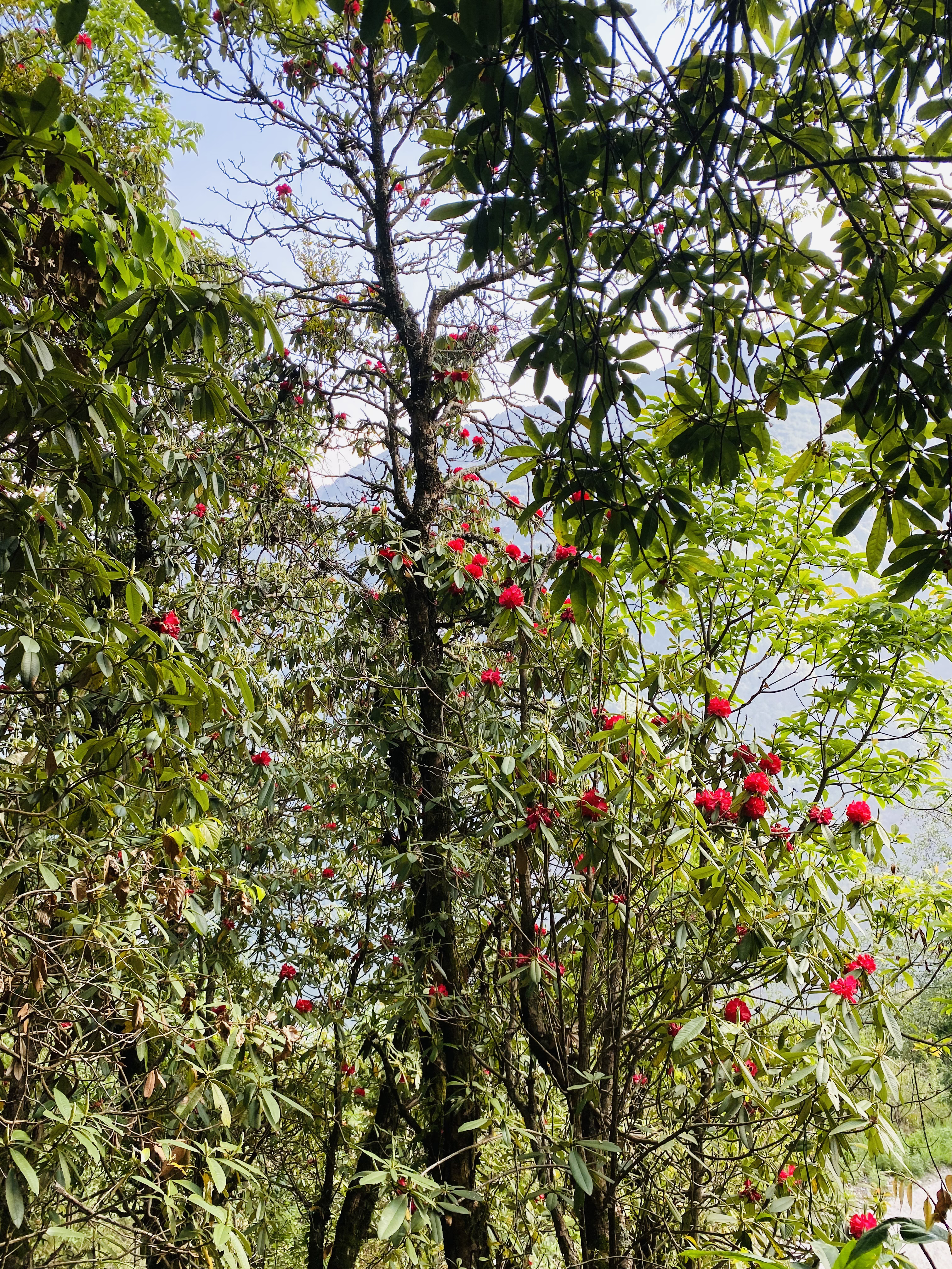 Helambu Circuit Trek
